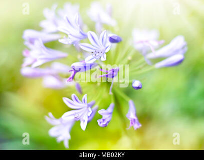 Bluebell Blumen in der Sonne mit selektiven Fokus und glatte Sonnenlicht. Closeup Schuß von Blue Bell Blumen. Lila Blumen Hintergrund. Stockfoto