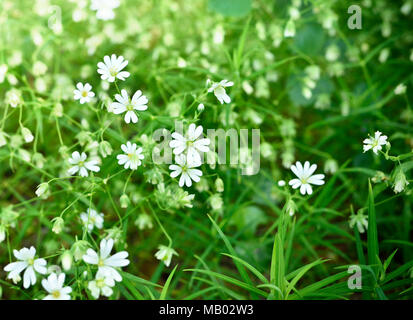 Blumenwiese im Frühjahr. Verschiedene Blüten mit selektiven Fokus. Frühling Hintergrund. Stockfoto