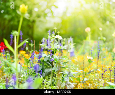 Blumenwiese im Frühjahr. Verschiedene Blüten mit selektiven Fokus. Frühling Hintergrund. Stockfoto