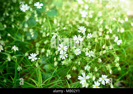 Blumenwiese im Frühjahr. Verschiedene Blüten mit selektiven Fokus. Frühling Hintergrund. Stockfoto