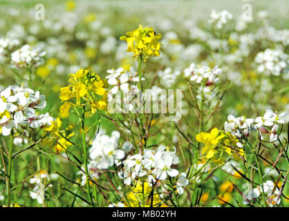 Blumenwiese im Frühjahr. Verschiedene Blüten mit selektiven Fokus. Frühling Hintergrund. Stockfoto