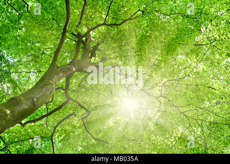 Hohe Buche Baum mit grünen Blättern oder Sommer tree top. Low Angle View eines alten Baumes im Sommer. Stockfoto