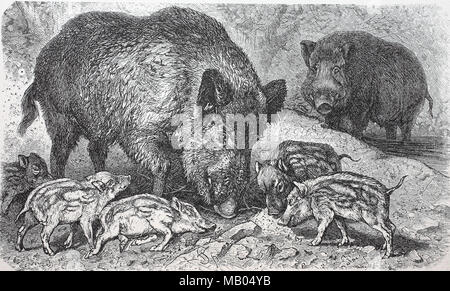 Wildschwein, Sus scrofa, Wildschwein, digital verbesserte Reproduktion einer Vorlage drucken aus dem Jahr 1895 Stockfoto