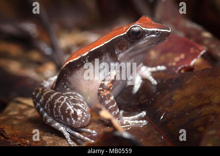 Mahogany frog Hylarana luctuosa Stockfoto