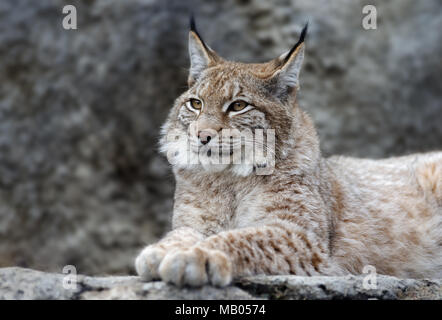 Tiere: junger Luchs posing Stockfoto