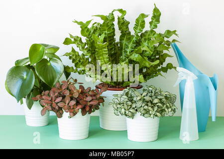 Zimmerpflanzen Asplenium Nidus, peperomia und fittonia in Blumentöpfen Stockfoto