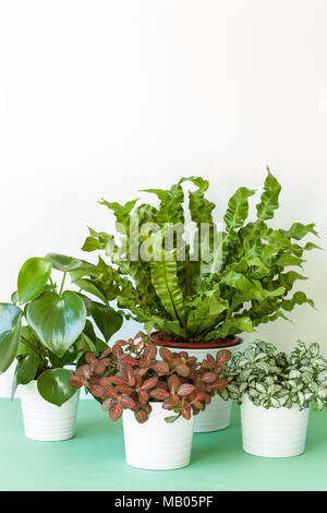 Zimmerpflanzen Asplenium Nidus, peperomia und fittonia in Blumentöpfen Stockfoto