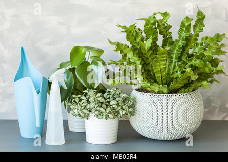 Zimmerpflanzen Asplenium Nidus, peperomia und fittonia in Blumentöpfen Stockfoto