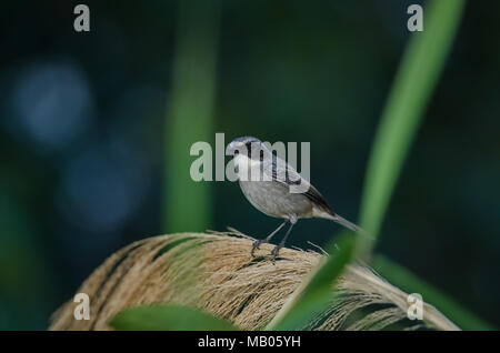 Grau (Saxicola Bushchat ferreus) Vogelarten in der Natur Thailand Stockfoto