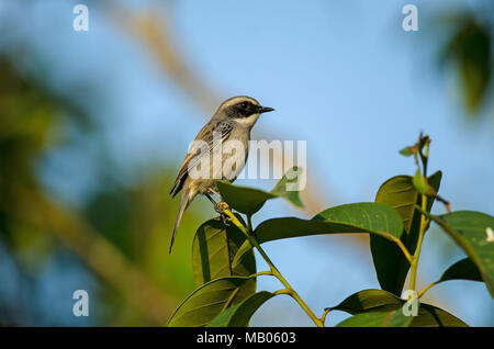 Grau (Saxicola Bushchat ferreus) Vogelarten in der Natur Thailand Stockfoto