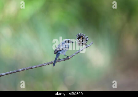 Grau (Saxicola Bushchat ferreus) Vogelarten in der Natur Thailand Stockfoto