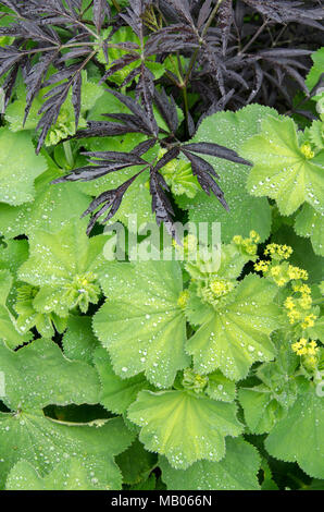 GLASGOW, Schottland - 11.Juni 2013: Eine grüne und gelbe Pflanze im Garten in Possilpark. Stockfoto