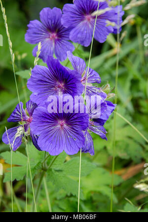 GLASGOW, Schottland - 3. JULI 2013: Lila Blumen in einem Garten in Possilpark. Stockfoto