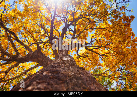 Ipê Arvore de Florido na Primavera Stockfoto