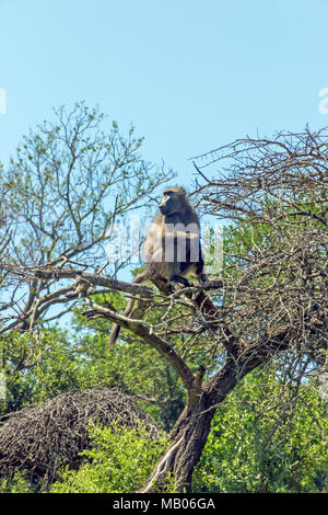 Single Baboon sitzt auf buschland Äste vor blauem Himmel Hintergrund bei Imfolozi-Hluhluwe game reserve in Südafrika Stockfoto