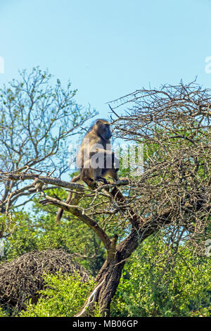 Single Baboon sitzt auf buschland Äste vor blauem Himmel Hintergrund bei Imfolozi-Hluhluwe game reserve in Südafrika Stockfoto