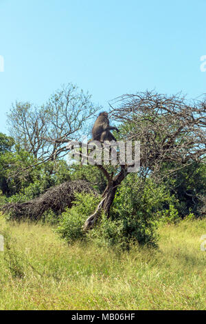 Single Baboon sitzt auf buschland Äste vor blauem Himmel Hintergrund bei Imfolozi-Hluhluwe game reserve in Südafrika Stockfoto