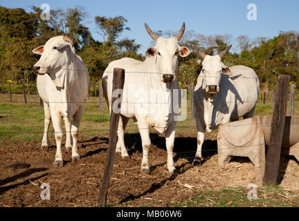 Gado Nelore na Fazenda Stockfoto