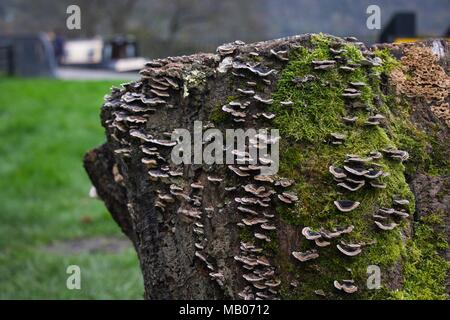 Toten Baumstumpf mit Flechten, Moos und Halterung Pilz Stockfoto