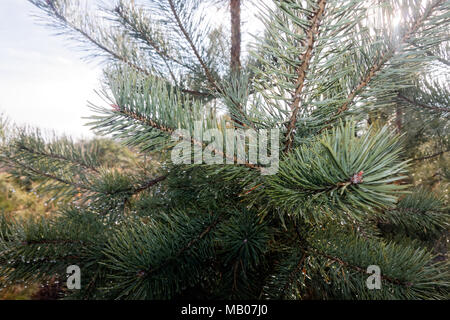 Grünen stacheligen Zweige eines Pelz-Baum oder Kiefer auf defokussiertem Hintergrund Stockfoto