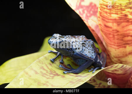 Blau und Schwarz poison dart Frog, Dendrobates azureus. Eine schöne giftige Regenwald Tiere vom Aussterben bedroht. Pet-Amphibien in einem Regenwald Stockfoto