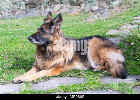 Deutscher Schäferhund, Elsässischen Stockfoto