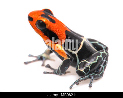 Rothaarige poison Dart oder Pfeil Frosch, Ranitomeya Fantastica. Eine schöne kleine giftige Tiere aus dem Regenwald des Amazonas in Peru. Auf weiß Isoliert Stockfoto