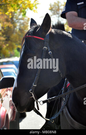 Pferd aus der montierten Einheit des Calgary Police Service. Die montierte Einheit wurde 1978 gegründet und patrouillierten Fish Creek Park, Community Events teilnehmen, Stockfoto