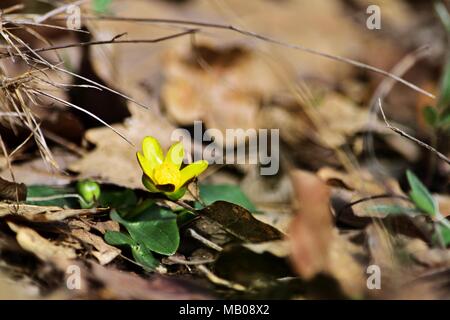 Sumpf - Ringelblume - Caltha palustris Stockfoto