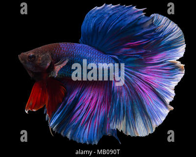 Siamese fighting fish, Half Moon langen blauen Schwanz (HMPK), Betta splendens auf schwarzem Hintergrund isoliert. Stockfoto