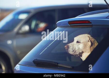 Reisen mit Hund. Neugierig Labrador Retriever im Auto sassen und durch die Fenster. Stockfoto