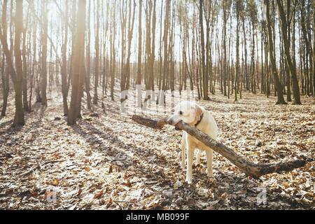 Verspielter Hund im Wald. Labrador Retriever beißen große Stick. Stockfoto