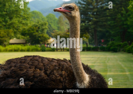 Ein Strauß im Park Stockfoto