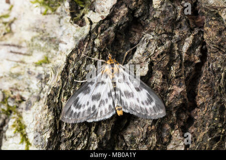 Brennnessel-Zünsler, Brennnesselzünsler, Brennessel-Zünsler, Brennesselzünsler, Anania Eurrhypara hortulata, Eurrhypara hortulata, urticata, Eurrhypar Stockfoto