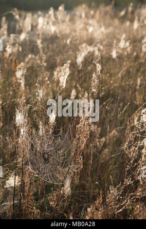 Spinnennetze, Spinnennetz im Herbst, herbstlichen Morgentau, Tautropfen, Altweibersommer. Cobweb, Spinnweben, Web der Spinne, Spinnennetz, Web-sites der Spinne, spi Stockfoto