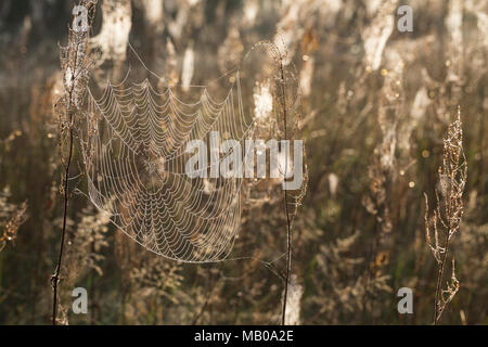 Spinnennetze, Spinnennetz im Herbst, herbstlichen Morgentau, Tautropfen, Altweibersommer. Cobweb, Spinnweben, Web der Spinne, Spinnennetz, Web-sites der Spinne, spi Stockfoto