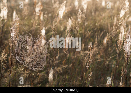 Spinnennetze, Spinnennetz im Herbst, herbstlichen Morgentau, Tautropfen, Altweibersommer. Cobweb, Spinnweben, Web der Spinne, Spinnennetz, Web-sites der Spinne, spi Stockfoto