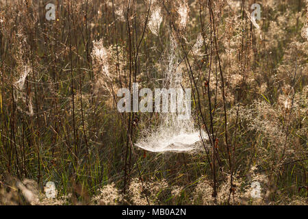 Spinnennetze, Spinnennetz im Herbst, herbstlichen Morgentau, Tautropfen, Altweibersommer. Cobweb, Spinnweben, Web der Spinne, Spinnennetz, Web-sites der Spinne, spi Stockfoto