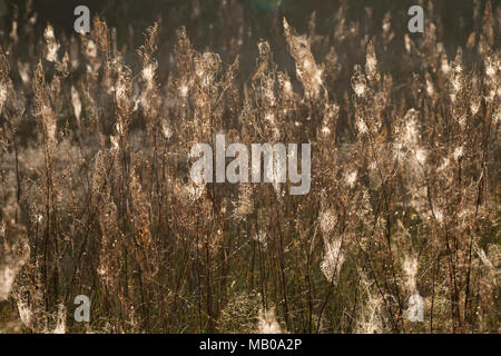 Spinnennetze, Spinnennetz im Herbst, herbstlichen Morgentau, Tautropfen, Altweibersommer. Cobweb, Spinnweben, Web der Spinne, Spinnennetz, Web-sites der Spinne, spi Stockfoto