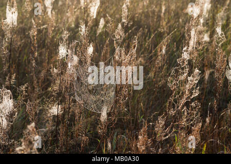 Spinnennetze, Spinnennetz im Herbst, herbstlichen Morgentau, Tautropfen, Altweibersommer. Cobweb, Spinnweben, Web der Spinne, Spinnennetz, Web-sites der Spinne, spi Stockfoto