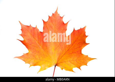 Single maple leaf Herbst Farben auf weißem Hintergrund Stockfoto