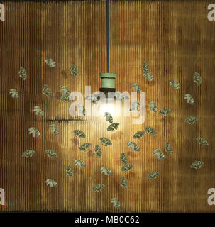 Motten Flug um einen Kronleuchter für das Licht in einem dekadenten Innenraum angezogen Stockfoto