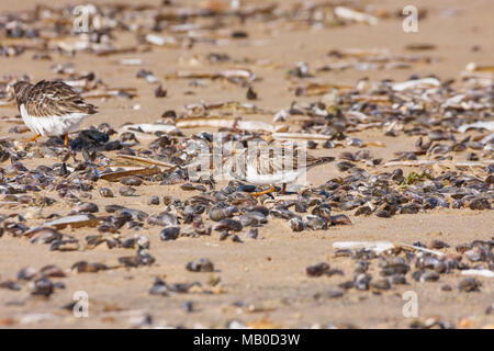 Steinwältzer (Arenaria interpres) zu Fuß unter den Muscheln und Kieselsteinen an einem Sandstrand. Brunnen neben dem Meer, Norfolk, Großbritannien Stockfoto