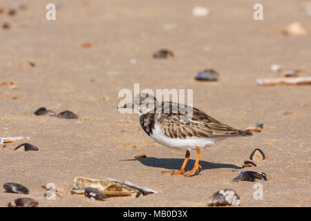 Steinwältzer (Arenaria interpres) zu Fuß unter den Muscheln und Kieselsteinen an einem Sandstrand. Brunnen neben dem Meer, Norfolk, Großbritannien Stockfoto