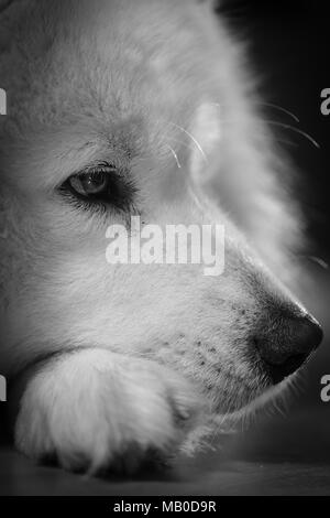 Gewachsen weißen sibirischen Samojeden liegen auf Linoleum im Haus. Hund im Haus auf Linoleum Stockfoto