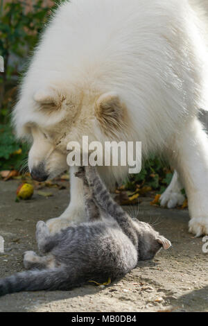 Sibirische Bulldog spielt mit kleinen grauen Katze an einem sonnigen Tag Stockfoto