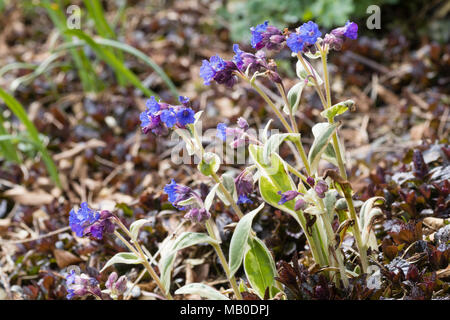 Creme und Grün bunt emerging Laub kontrastiert mit den blauen Blüten der Hardy lungenkraut Pulmonaria 'Open Skies' Stockfoto