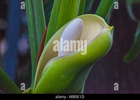 surinam cherry plant Surinam Cherry (Eugenia Uniflora)