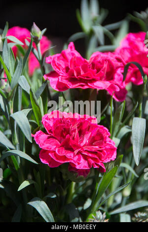 Türkische Nelke Blume. Rote Blume. Close Up. Stockfoto