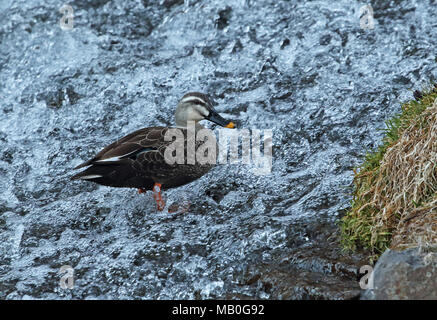 Chinesische Spot-billed Duck (Anas zonorhyncha) nach der Fütterung im Stream Karuizawa, Präfektur Nagano, Japan Februar Stockfoto